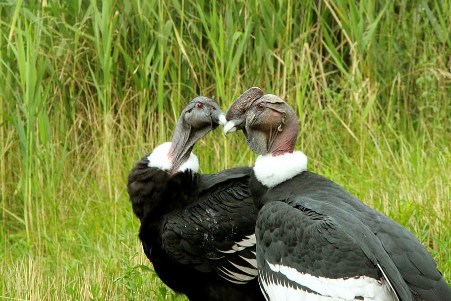 condor, condors, andean condor, bird, big bird, bald head, large wings, vulture, black, black bird