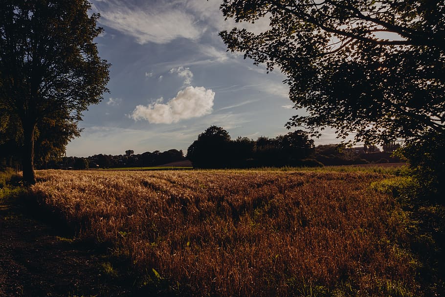field, grass, country, trees, nature, sky, clouds, tree, plant, landscape