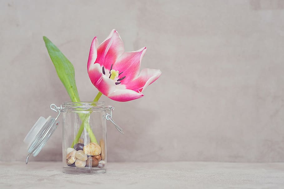 pink, tulip flower, clear, glass jar, tulip, flower, blossom, bloom, pink white, vase