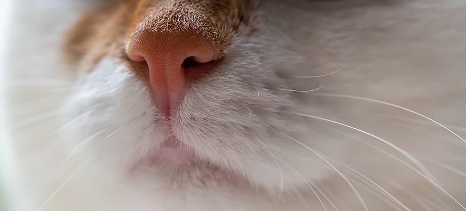 cat, nose, pet, whiskers, snout, close up, foot, white, red, mouth