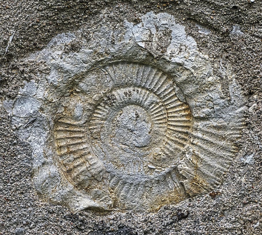 ammonit, fossil, petrification, prehistoric times, petrified, snail, ammonites, fossils, jura, jurassic sea