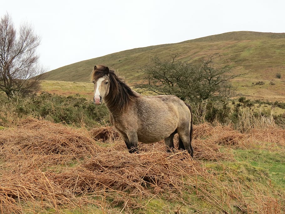 grey, brown, horse, standing, hay, hillside, grass, grazing, pasture, landscape