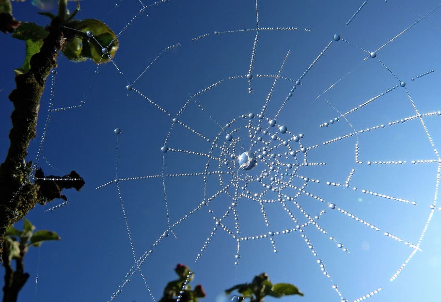 spider webs, dewdrop, cobweb, web, morgentau, autumn, nature, cobwebs, beaded, drip