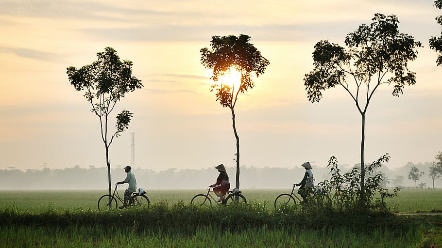 nature, landscape, trees, grass, green, field, sunset, people, bike, bicycle