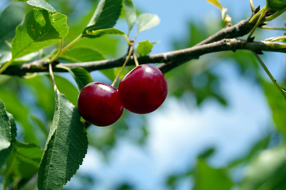 two red cherries, cherry, cherries, fruit, tree, branch, sprig, health, sad, eating