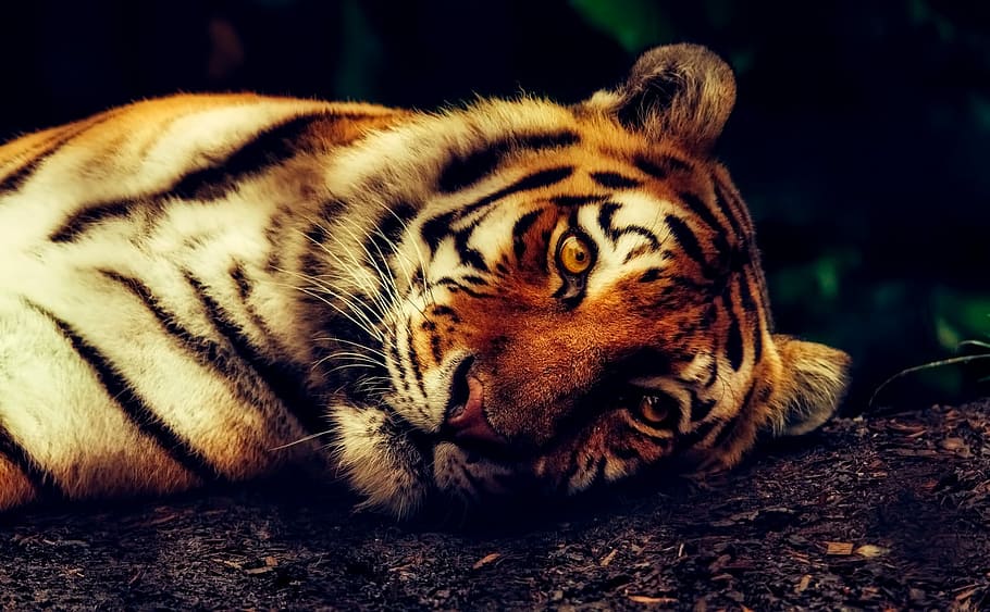 seletiva, fotografia de foco, deitado, chão, tigre, animal, vida selvagem, macro, descansando, predador