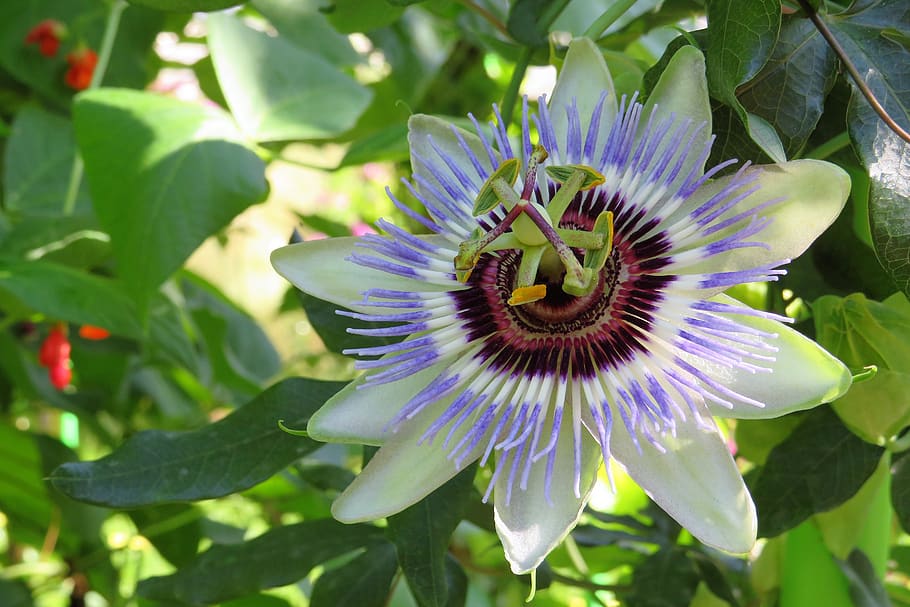 passion flower, buga, green, flower, flowering plant, plant, growth, freshness, petal, beauty in nature