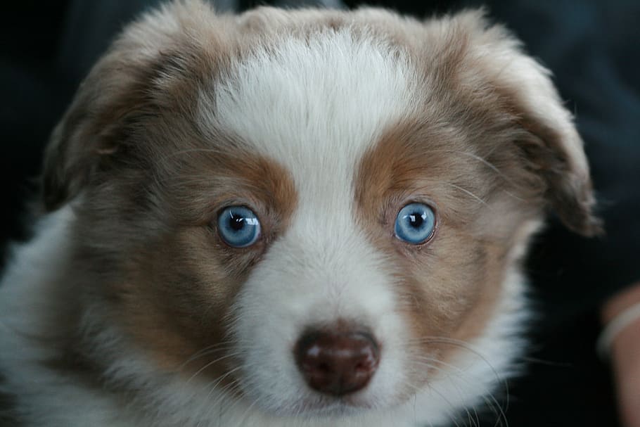 dog, puppy, animal, domestic animal, australian shepherd, sheepdog, look, pets, canine, cute