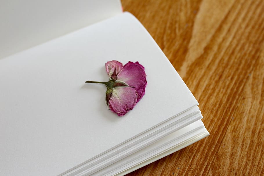 close, purple, petaled flower, book page, close up, flower, book, page, rose, notebook