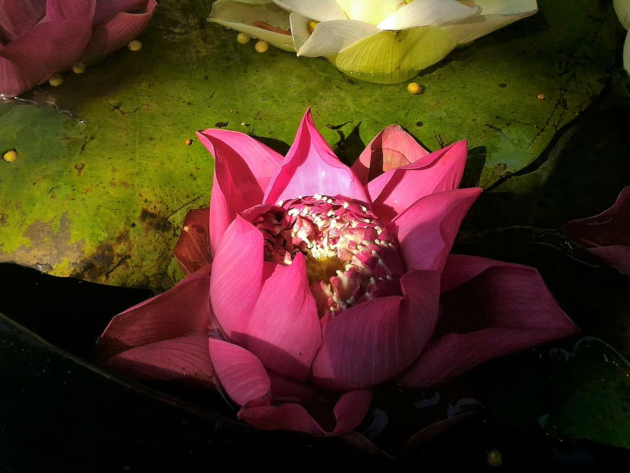 flowers, lotus, green, pink, white lotus, pink lotus, water, water plants, lotus white, the pink flowers