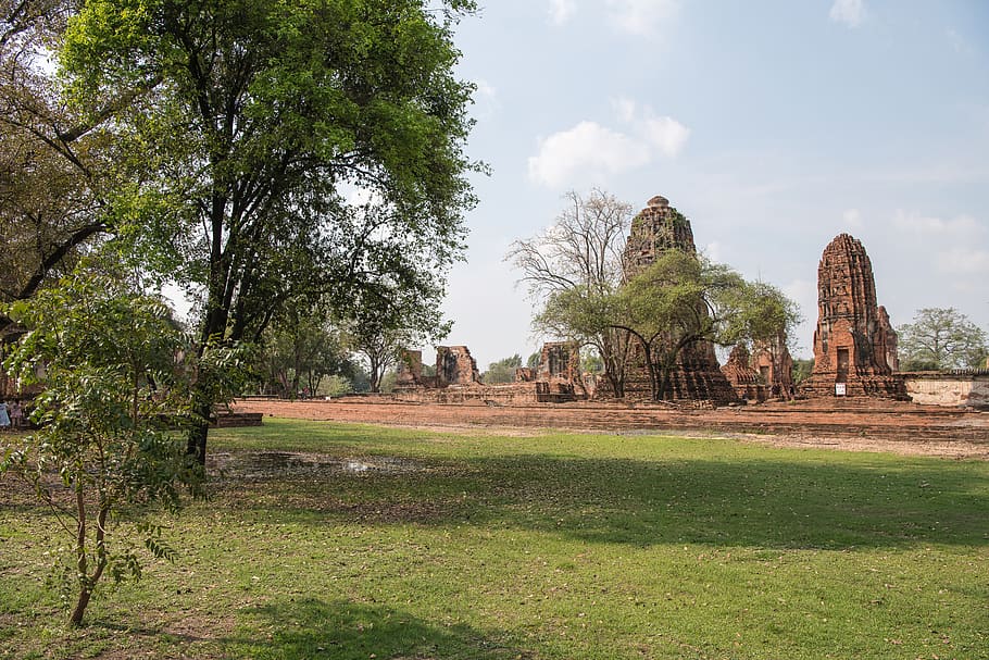 thailand, ayutthaya, ruins, history, old temples, tree, plant, religion, architecture, place of worship