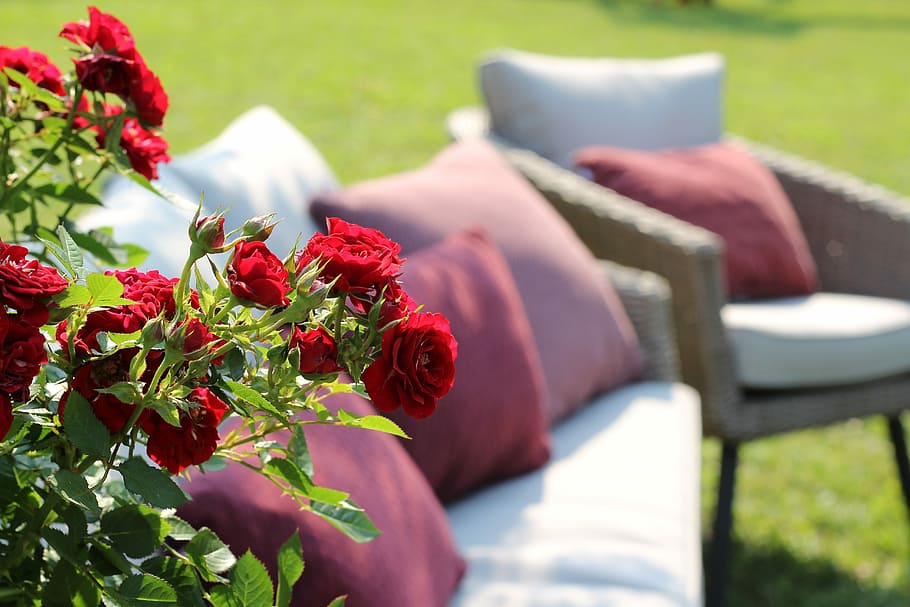 red roses, armchairs, relaxation, zagreb floraart 2018, exhibition, calming, natural environment, holiday, vacation, outdoor
