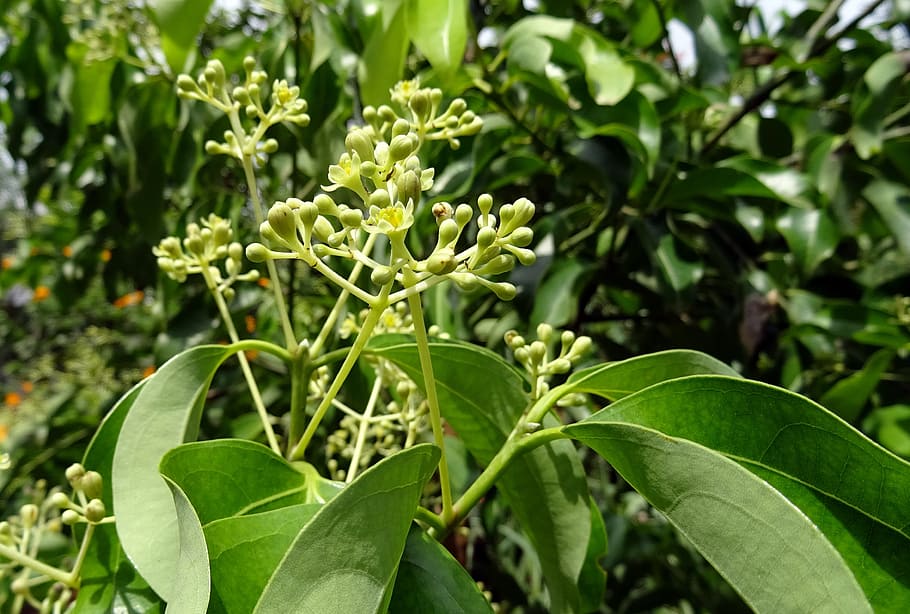 indian bay leaf, cinnamon, cinnamomum tamala, cinnamomum verum, tree, spice, leaves, flower, flora, tejpat