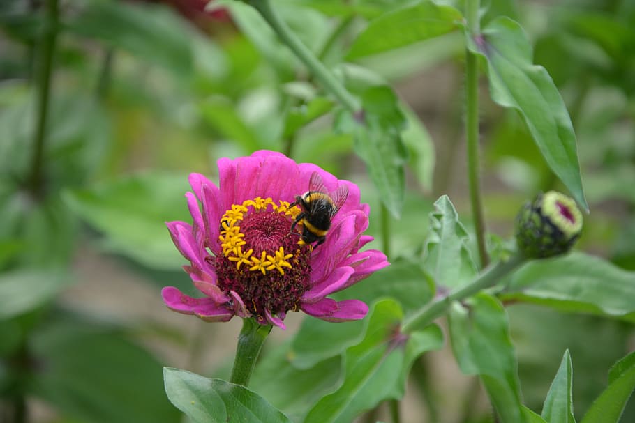 abejas, insectos, flores, forraje, jardín, naturaleza, planta floreciendo, flor, planta, crecimiento