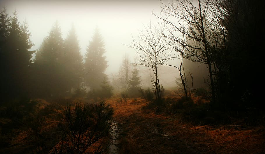 緑, 木, 覆われた, 霧, 森, 自然の道, 秋, nebellandschaft, 寒さ, 神秘的な