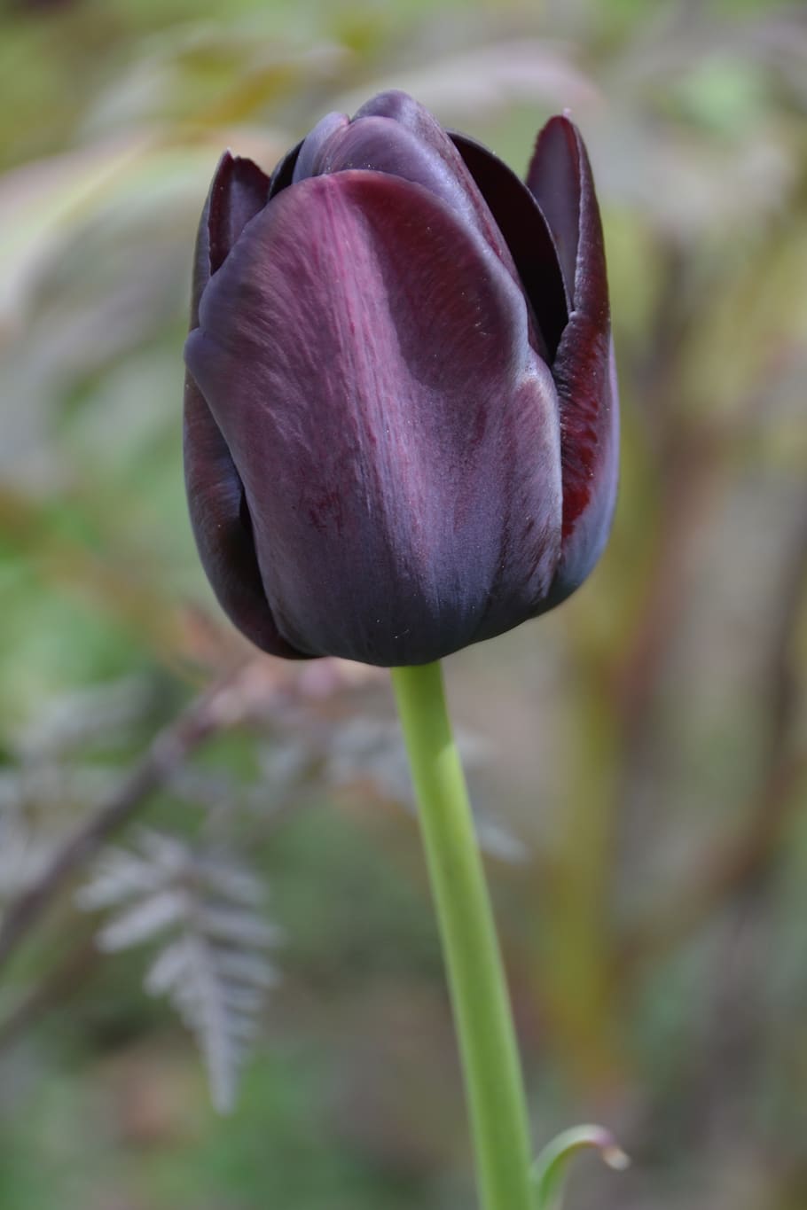 tulipa, primavera, flora, flores, natureza, jardim, flor, planta, tulipa rainha da noite, tulipa preta