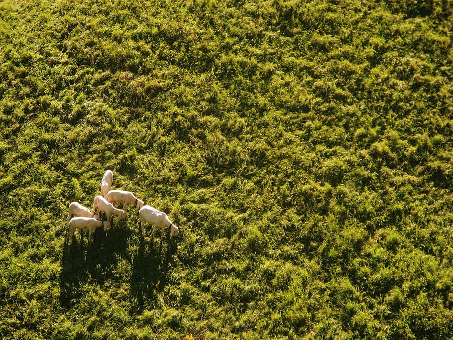group, animals, grass field, sheep, meadow, aerial view, drone, dike, pasture, summer