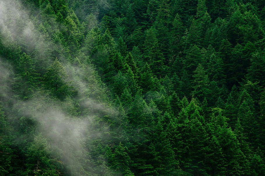 aerial, forest, trees, fog, green, nature, clouds, aesthetic, pines, mountain