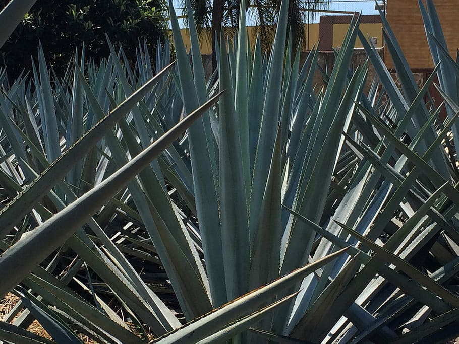 green, linear, leafed, plant, blue agave, garden, tequila, mexico, growth, day