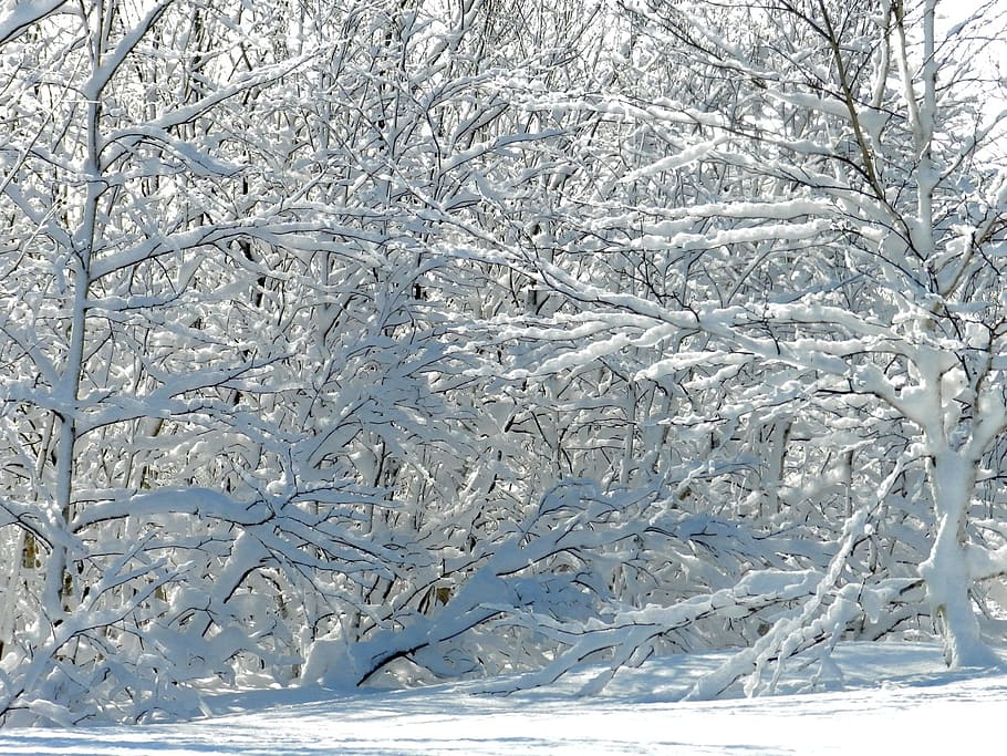 winter, frost, snow, snowdrifts, trees, glaciation, ice crust, nast, cold, branch