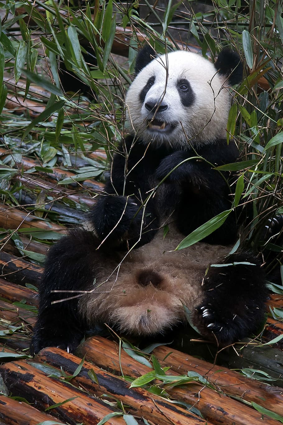 panda, green, leafed, plant, Giant Panda, Panda, Bear, White, bear, black, zoo