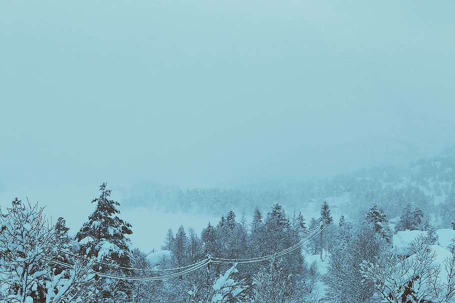 雪に覆われた木ロット, 木, 覆われた, 雪, 昼間, 冬, 寒さ, 吹雪, 霧, 森