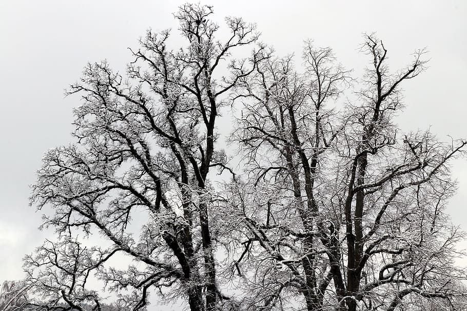 tree, winter, snow, black and white, monochrome, aesthetic, nature, kahl, cold, plant