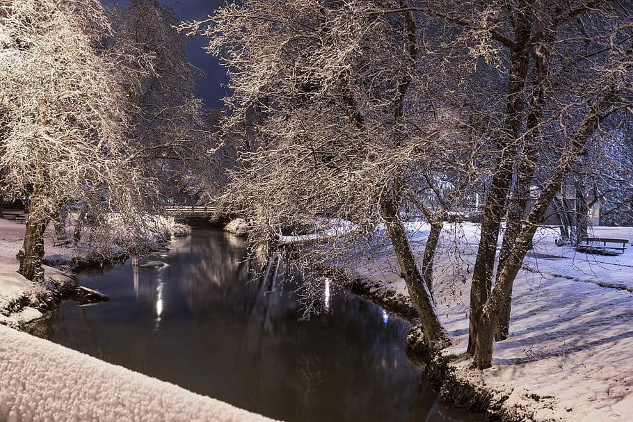 Snow, Willamette Valley, Oregon, body of water, bare, tree, winter, cold temperature, plant, water