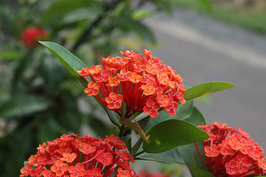 ixora, flower, nature, plant, tropical, red, india, botany, flowering plant, vulnerability