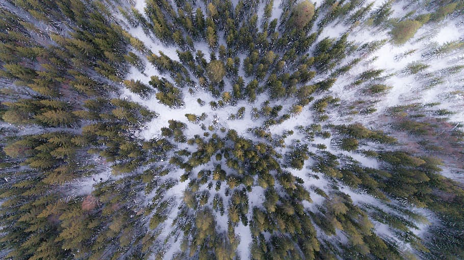 tree, plant, rorest, snow, winter, cold, aerial, view, backgrounds, full frame