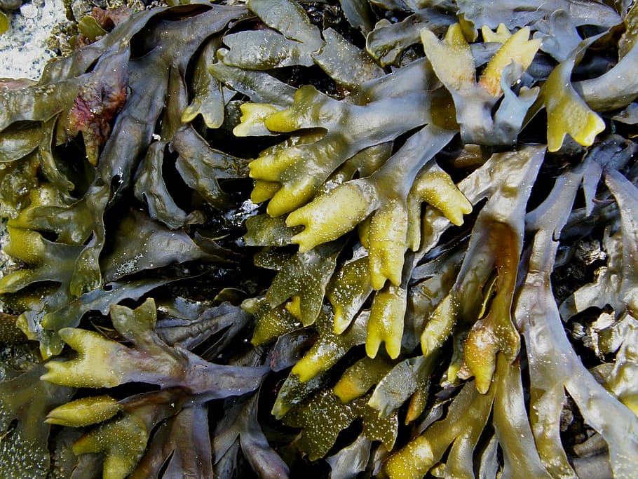 kelp, seaweed, sea, nature, texture, pattern, plant, food and drink, food, full frame