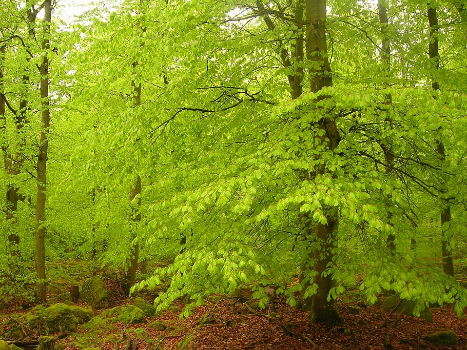 green tree, beech forest, book, beeches, green, spring, forest, sweden, hardwood, nature