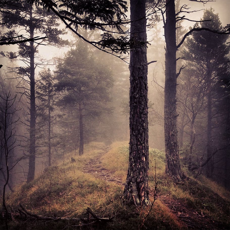 forest, woods, fog, trees, nature, trail, tree, plant, tree trunk, trunk