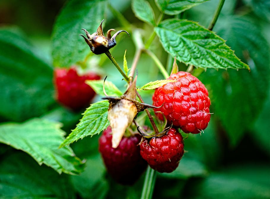 close-up photo, raspberries, garden, plant, lean, delicious recipes, ripe fruit, macro, fresh, after the rain