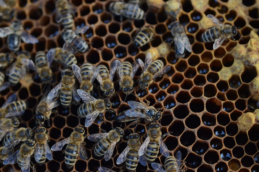 lebah, madu, sarang lebah, lilin, serbuk sari, serangga, alam, apis, mellifera, taman