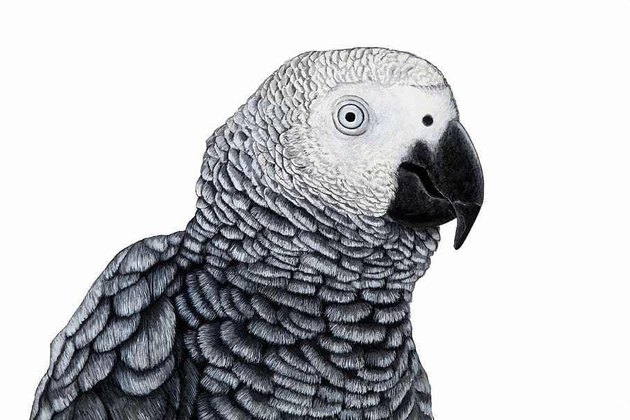 gray, parrot, cute, bird, exotic, animal, grey parrot, painting, art, drawing