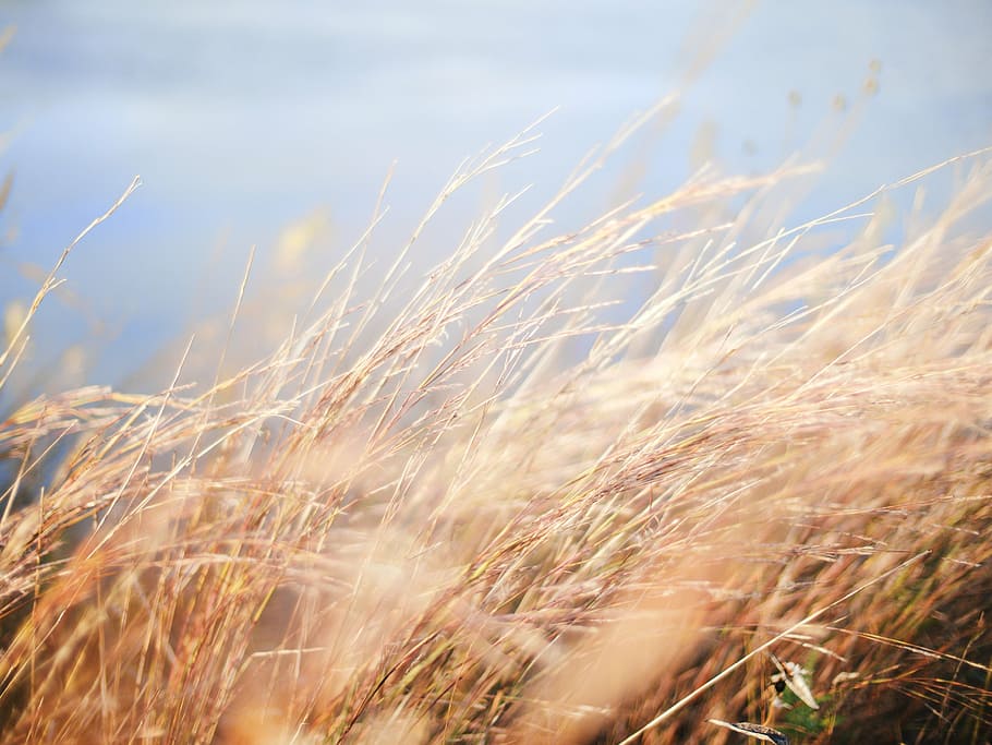 campo de trigo, durante el día, superficial, foco, fotografía, trigo, campo, naturaleza, grano, hierba