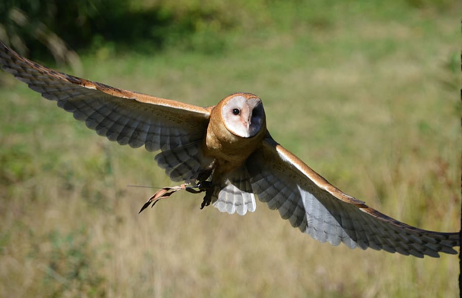 flying, barn owl, bird, wildlife, animal, nature, feather, owl, owl in flight, animal themes