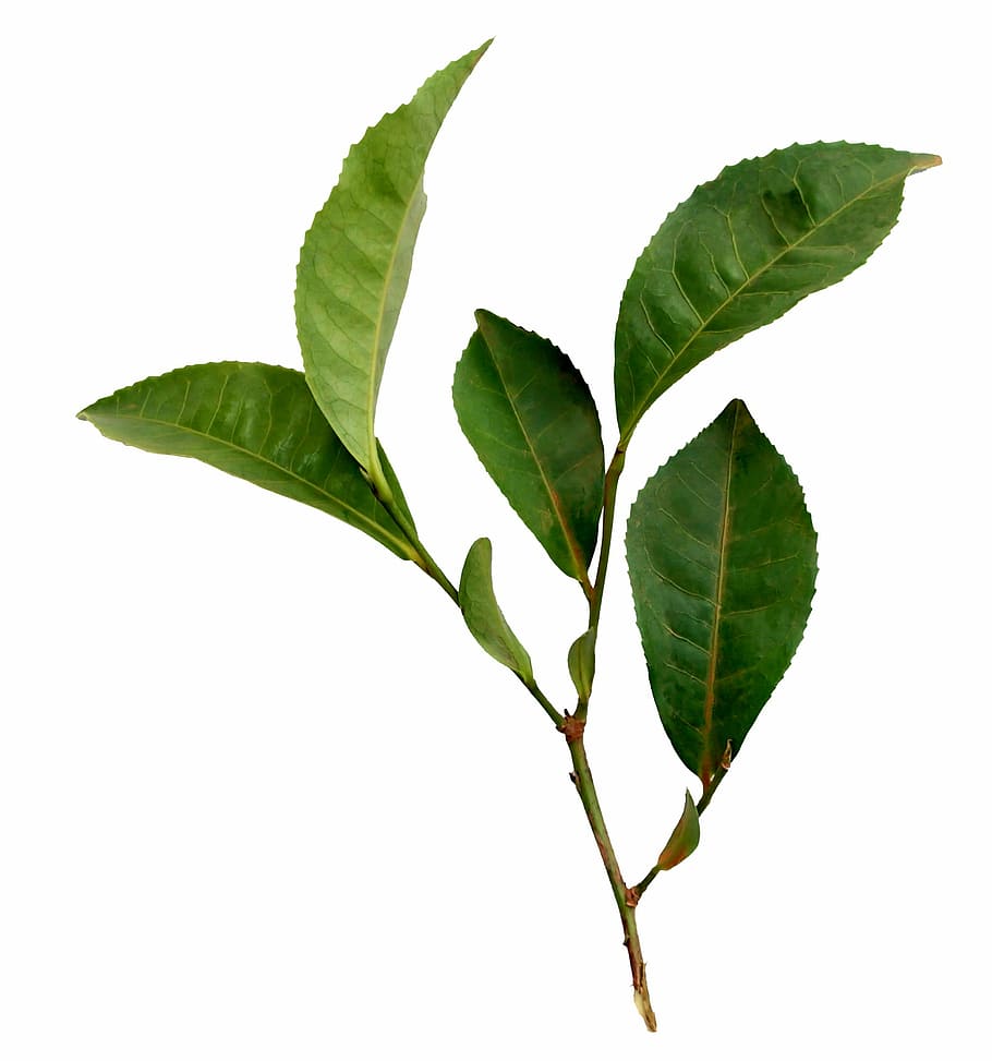 green leafed plant, tea, leaf, plant, nature, sprig, foliage, plant part, white background, green color