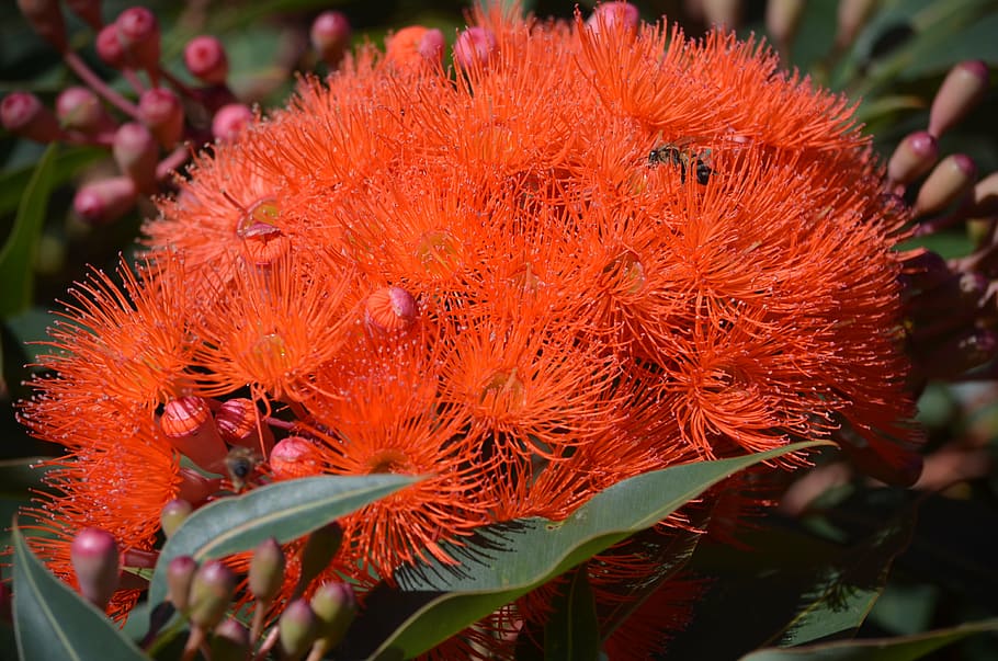 gum tree, australian, native, outdoors, nature, eucalyptus, gum, green, gumtree, flower