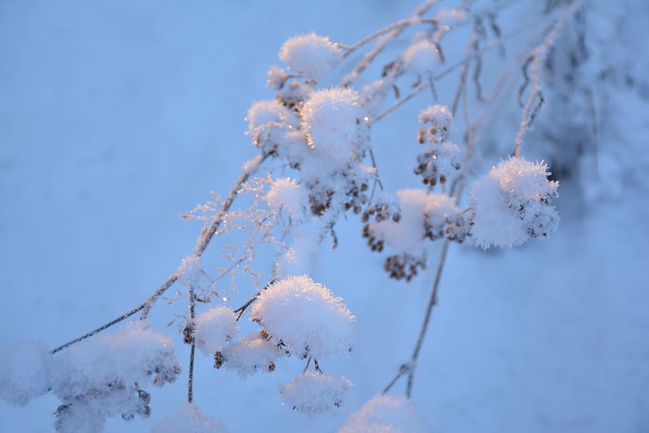 雪, 枝, 寒さ, 自然, 木, 冬の森, 冬の夢, 風景, 雪の下, 冬