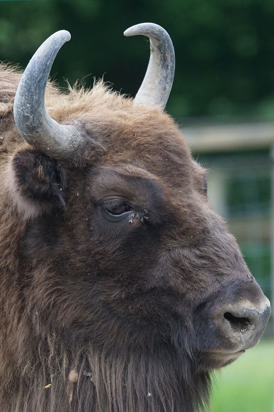 wisent, european bison, horned, bull, beef, portrait, bison bonasus, animal themes, animal, mammal