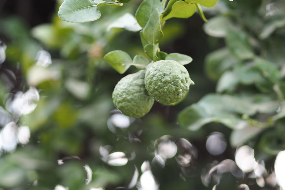 bergamot, green, nature, fruit, food, herb, growth, green color, plant, food and drink