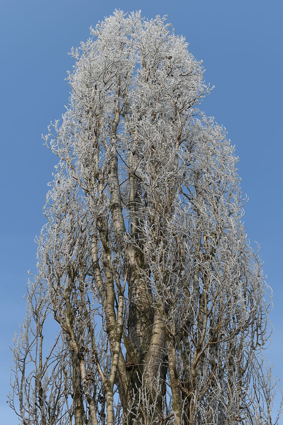 Poplar, Tree, Winter, Frost, Icing, Rime, poplar, tree, nature, sky, low angle view