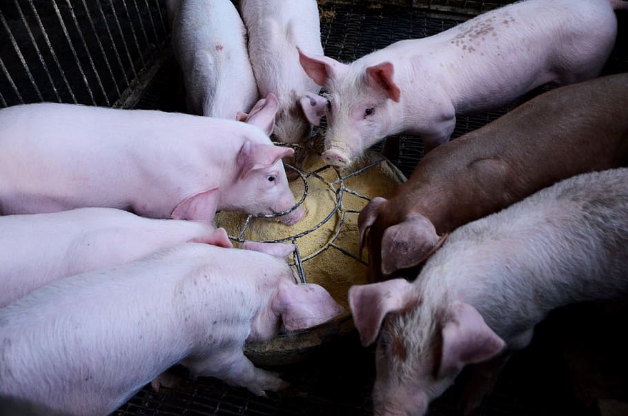 pig, farms, journey, mammal, group of animals, domestic animals, animal, livestock, domestic, animal themes