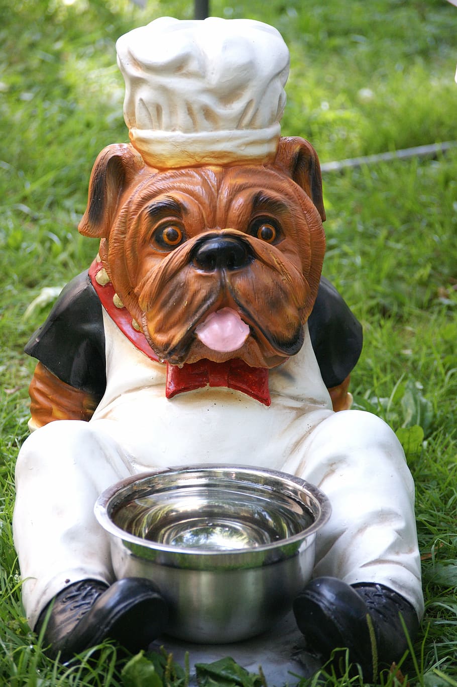 dog bowl, dog, dog food, bowl, water, eat, drink, dogbar, feeding, food
