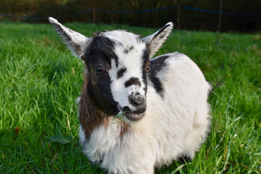 goat, goat baby goat, kid, ibex, horn, herbivore, prairie, ruminants, portrait, grass