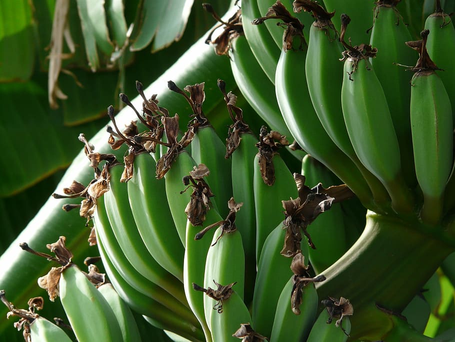 Plátanos, plátano, racimo, arbusto, racimo de plátano, verde, plátano de postre, obstbanane, plátanos musa, planta de plátano