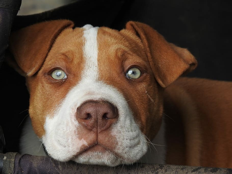brown, white, american, pit, bull, terrier, puppy, close-up, photography, Pup