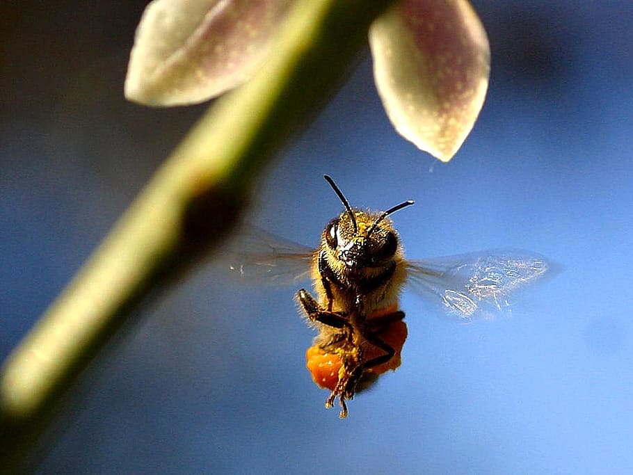 macro photography, honey bee, bee, flying, flower, insect, fly, macro, honey, wing